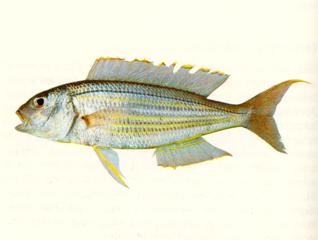 ปลาทรายแดงแถบ
Nemipterus tambuloides   (Bleeker, 1853)  
Fivelined threadfin bream  
ขนาด 25 cm
