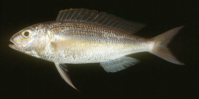 ปลาทรายแดงปากหนา
Nemipterus mesoprion   (Bleeker, 1853)  
Mauvelip threadfin bream  
ขนาด 20cm
พ