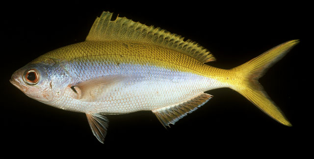 ปลากล้วยฟ้าหลังเหลือง
Caesio xanthonota   Bleeker, 1853  
Yellowback fusilier  
ขนาด 40cm
พบอยู่