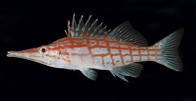 ปลาเหยี่ยวจมูกยาว
Oxycirrhites typus   Bleeker, 1857  
Longnose hawkfish  
ขนาด 13cm
พบตามแนวปะก