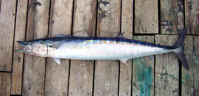 ปลาวาฮู
Acanthocybium solandri   (Cuvier, 1832)  
Wahoo  
ขนาด 170-250cm
พบในเขตร้อนทั่วโลก พบอย
