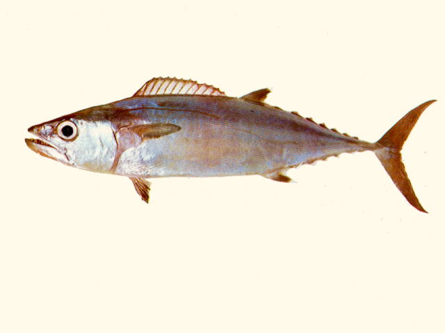ปลาทูน่าฟันหมา
Gymnosarda unicolor   (Rüppell, 1836)  
Dogtooth tuna  
ขนาด 180-240cm
พบตาม