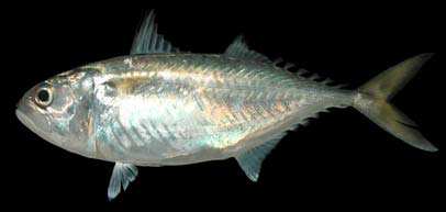 ปลาทู
Rastrelliger brachysoma   (Bleeker, 1851)  
Short mackerel  
ขนาด 30cm
พบเป็นฝุงใหญ่ใกล้ชา
