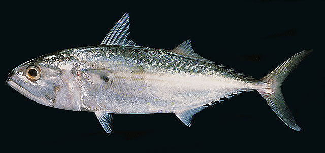 ปลาทูลัง
Rastrelliger kanagurta   (Cuvier, 1816)  
Indian mackerel  
ขนาด 35cm
พบหากินรวมฝูงในทะ
