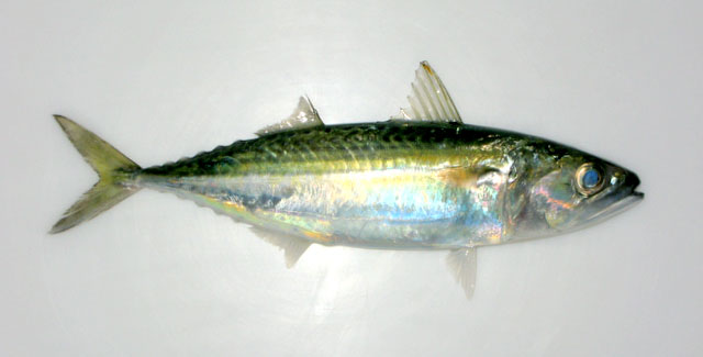ปลาทูปากจิ้งจก
Rastrelliger faughni   Matsui, 1967  
Island mackerel  
ขนาด 25cm
พบตามรอเกาะที่ม