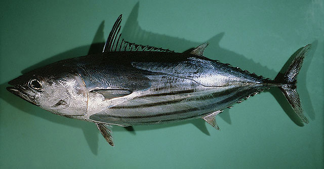ปลาโอแตงไทย
Katsuwonus pelamis   (Linnaeus, 1758)  
Skipjack tuna  
ขนาด 110cm
พบตามทะเลเปิดรอบห