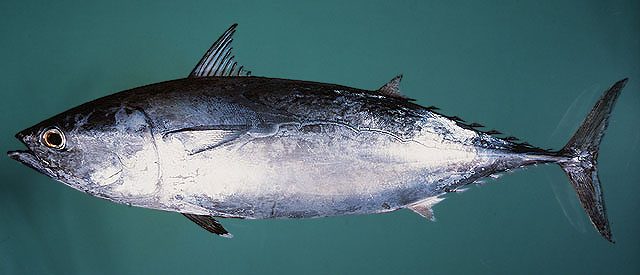 ปลาโอแกลบ
Auxis thazard thazard   (Lacepède, 1800)  
Frigate tuna  
ขนาด 65cm
พบตามรอบกอง