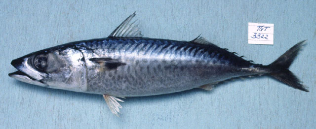ปลาซาบะ
Scomber australasicus   Cuvier, 1832  
Blue mackerel  
ขนาด 50cm
ยังไม่มีรายงานการพบในบ้