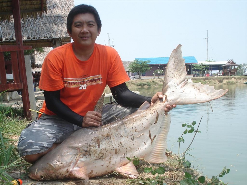 ขนาดก้อใช้ได้สำหรับบ่อต่างจังหวัด