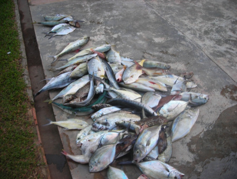 ปลารวม ประมาณ 80 กว่ากิโลกรัม


ช่างมากมาย ถ้าเทียบกับการตกปลาแบบเหยื่อเป็นตามปรกติ 

ต่างคนต่า
