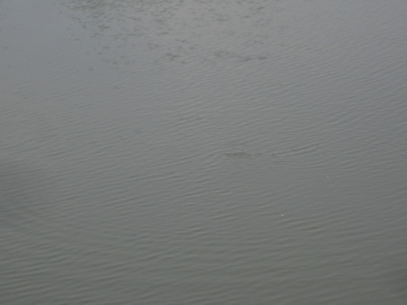 
ตัดภาพมาที่บ่อ ชะโดครับ   น้ำหางใหญ่เลยทีเดียว


[q][i]อ้างถึง: ปลาทรายแดง posted: 28-04-2554, 