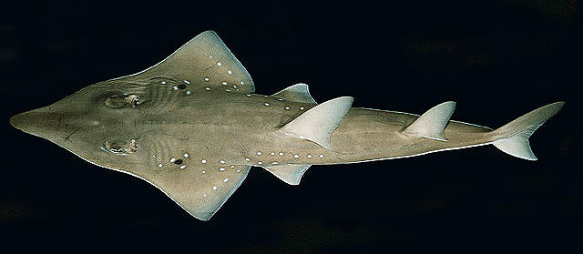 ปลาโรนันจุดขาว
Rhynchobatus djiddensis   (Forsskål, 1775)  
Giant guitarfish  
ขนาด 150-200