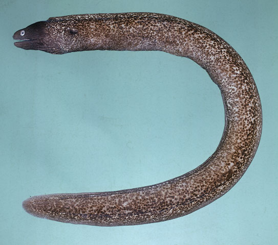 ปลาไหลมอเรย์ตาขาว
Gymnothorax thyrsoideus   (Richardson, 1845)  
Greyface moray  
ขนาด 60cm
