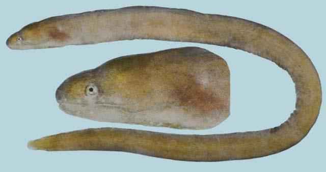 ไอเงี้ยว
Uropterygius concolor   Rüppell, 1838  
Unicolor snake moray  
ขนาด 50cm
