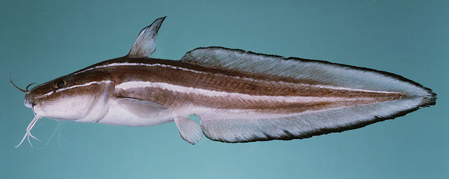 ปลาดุกลาย ดอกสน
Plotosus lineatus   (Thunberg, 1787)  
Striped eel catfish 
ขนาด 30cm
