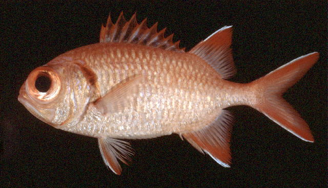ปลาข้าวเม่าน้ำลึกครีบแดง
Myripristis murdjan   (Forsskål, 1775)  
Pinecone soldierfish  
ขน