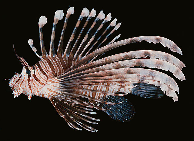 ปลาสิงโต
Pterois volitans   (Linnaeus, 1758)  
Red lionfish 
ขนาด 25cm
