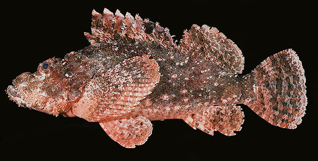 ปลากองแกง ปลาแมงป่องเกล็กเล็ก
Scorpaenopsis oxycephala   (Bleeker, 1849)  
Tassled scorpionfish  
