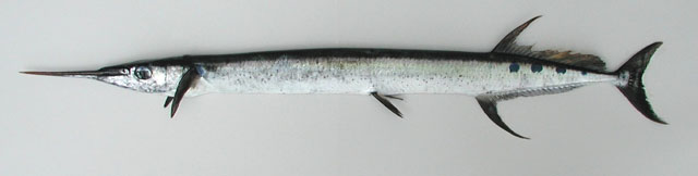โทงลาย เต็กเล้งแบน
Ablennes hians   (Valenciennes, 1846)  
Flat needlefish  
ขนาด 120cm
