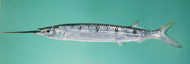 ปลาตับเต่าหลังดำ
Hemiramphus far   (Forsskål, 1775)  
Black-barred halfbeak  
ขนาด 40cm
