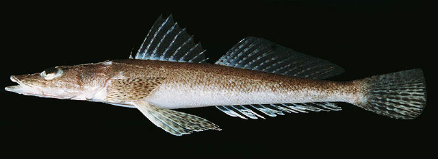 ปลาหัวแบน
Inegocia japonica   (Cuvier, 1829)  
Japanese flathead  
ขนาด 30cm
