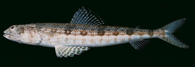 ปลาปากคมลาย
Synodus variegatus   (Lacepède, 1803)  
Variegated lizardfish  
ขนาด 30cm