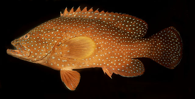 ปลากะรังแดงจุดฟ้า
Cephalopholis miniata   (Forsskål, 1775)  
Coral hind  
ขนาด 45cm
