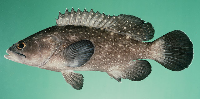 ปลาเก๋าจุดขาว
Epinephelus coeruleopunctatus   (Bloch, 1790)  
Whitespotted grouper  
ขนาด 60cm
