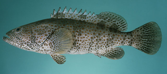 ปลาเก๋าจุดส้ม
Epinephelus coioides   (Hamilton, 1822)  
Orange-spotted grouper  
ขนาด 120cm
