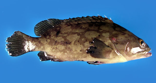 ปลาเก๋าตุ๊กแก
Epinephelus erythrurus   (Valenciennes, 1828)  
Cloudy grouper  
ขนาด 45cm
