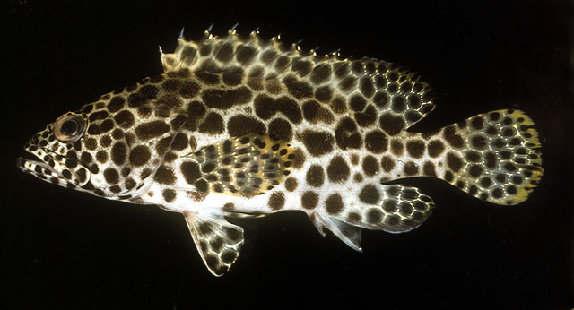 ปลาเก๋าลายรังผึ้ง
Epinephelus merra   Bloch, 1793  
Honeycomb grouper  
ขนาด 30cm
