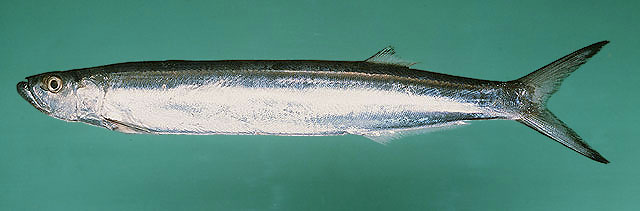 ปลาดาบลาว ปลาฝักพร้า
Chirocentrus dorab   (Forsskål, 1775)  
Dorab wolf-herring  
ขนาด 100c