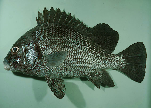 ปลาสร้อยนกเขาปากหมู
Plectorhinchus gibbosus   (Lacepède, 1802)  
Harry hotlips  
ขนาด 70cm