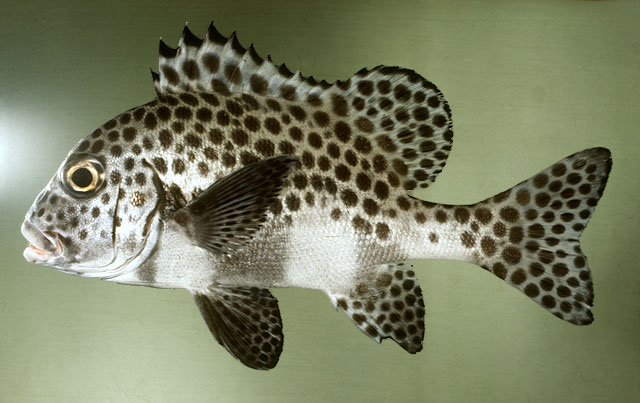 ปลาสร้อยนกเขาดอกดำ
Plectorhinchus chaetodonoides   Lacepède, 1801  
Harlequin sweetlips  
