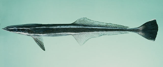 เหาฉลาม
Echeneis naucrates   Linnaeus, 1758  
Live sharksucker  
ขนาด 100cm
