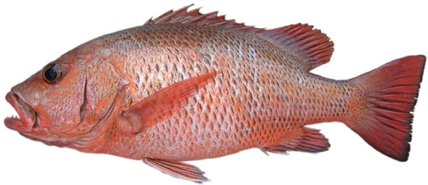 ปลากะพงแดงปากแม่น้ำ แดงเขี้ยว
Lutjanus argentimaculatus   (Forsskål, 1775)  
Mangrove red sn