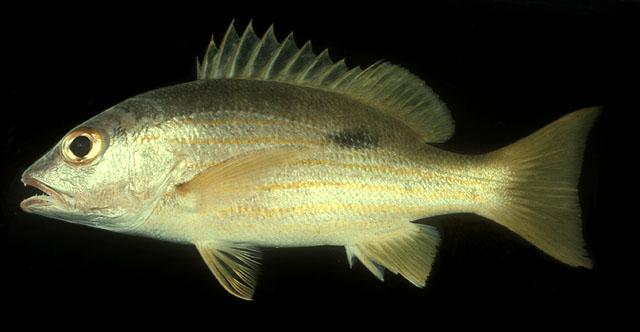 ปลากะพงเหลืองข้างปาน
Lutjanus fulviflamma   (Forsskål, 1775)  
Dory snapper  
ขนาด 30cm
