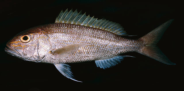 ปลาสีเงิหัวลาย อังคุลี
Pristipomoides multidens   (Day, 1871)  
Goldbanded jobfish  
ขนาด 90cm