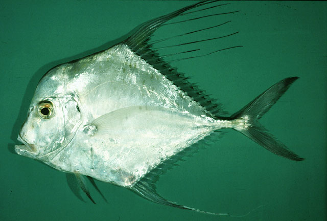 ปลาโฉมงามหัวโหนก
Alectis indica   (Rüppell, 1830)  
Indian threadfish  
ขนาด 70-160cm