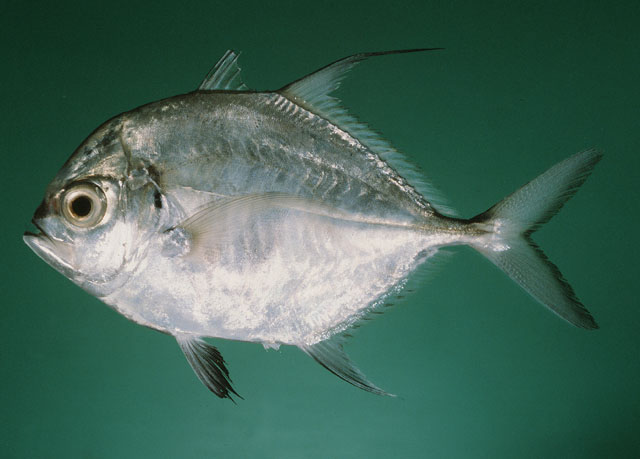 ปลาขี้จิ้น กะมงแซ่ ไอเปีย
Carangoides armatus   (Rüppell, 1830)  
Longfin trevally  
ขนาด 55