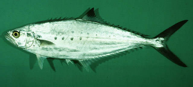 ปลาเสลียบ
Scomberoides lysan   (Forsskål, 1775)  
Doublespotted queenfish  
ขนาด 70cm