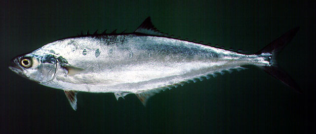 ปลาสีเสียด
Scomberoides tol   (Cuvier, 1832)  
Needlescaled queenfish  
ขนาด 50cm