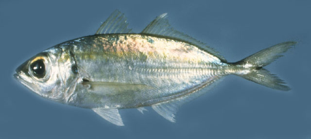ปลาสีกุนตาวัว
Selar boops   (Cuvier, 1833)  
Oxeye scad  
ขนาด 25cm