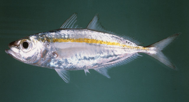 ปลาสีกุนตาโต ตาโต ตาจง
Selar crumenophthalmus   (Bloch, 1793)  
Bigeye scad  
ขนาด 30cm
