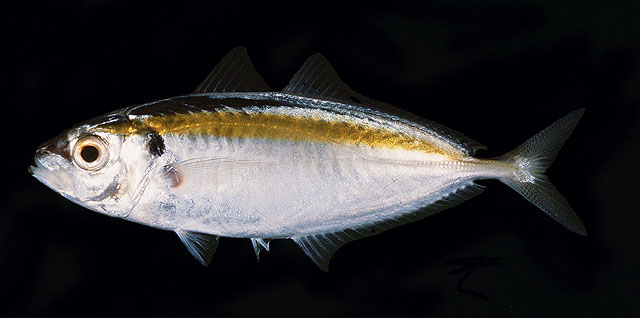 ปลาสีกุนข้างเหลือง ข้างทอง
Selaroides leptolepis   (Cuvier, 1833)  
Yellowstripe scad  
ขนาด 20cm