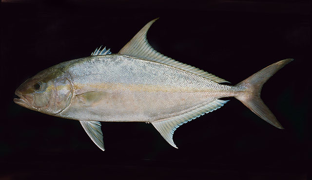 ปลาสำลีน้ำลึก
Seriola rivoliana   Valenciennes, 1833  
Longfin yellowtail  
ขนาด 150cm
****เคยมี