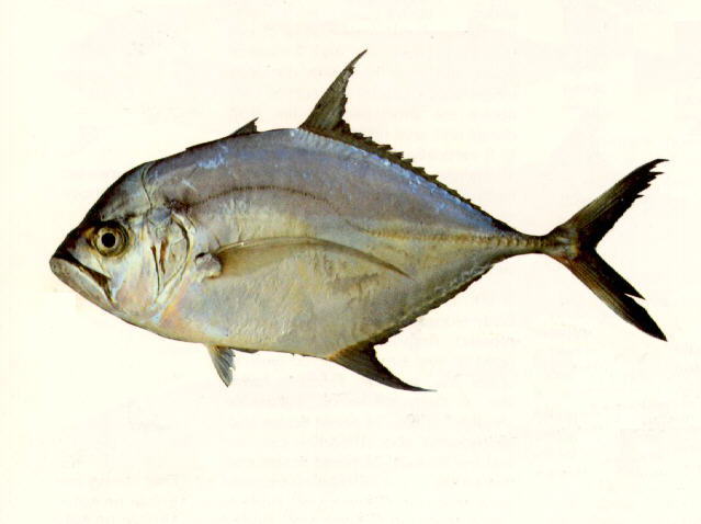 ปลาหูแพ มงปากกว้าง
Ulua mentalis   (Cuvier, 1833)  
Longrakered trevally  
ขนาด 90cm
