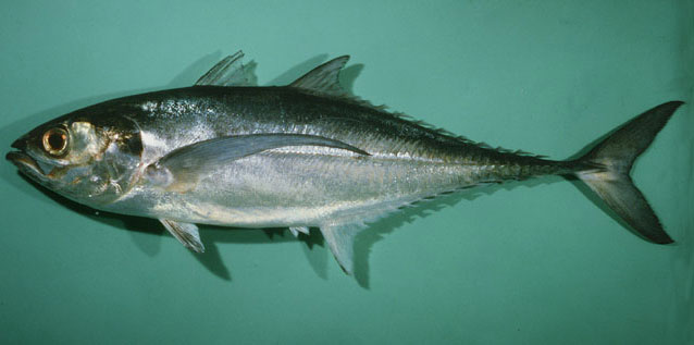 ปลาแข้งไก่ หางแข้ง เซกล่า
Megalaspis cordyla   (Linnaeus, 1758)  
Torpedo scad  
ขนาด 70cm
