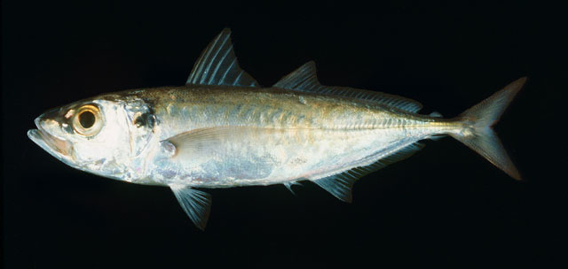 ปลาทูแขก
Decapterus russelli   (Rüppell, 1830)  
Indian scad  
ขนาด 40cm
