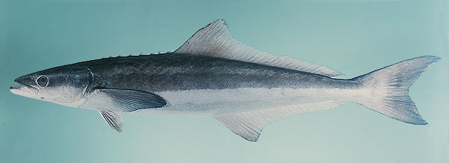 ปลาช่อนทะเล
Rachycentron canadum   (Linnaeus, 1766)  
Cobia  
ขนาด 190cm
****เกาะกระมีตัวใหญ่ 30